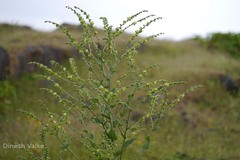 Paracaryopsis lambertiana